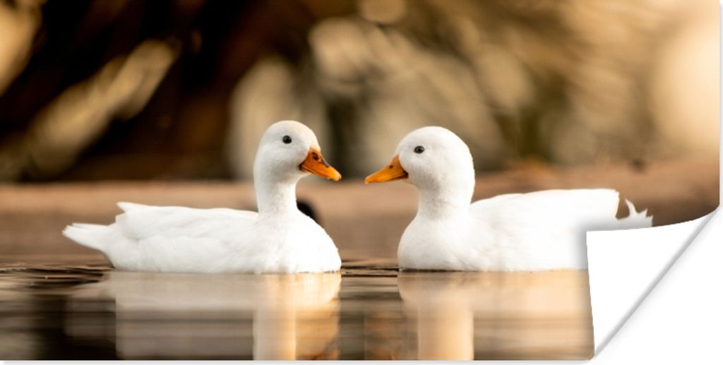MuchoWow Poster Ente - Weiß - Tiere - Wasser - Vogel - Enten 150x75 cm - ohne Rahmen