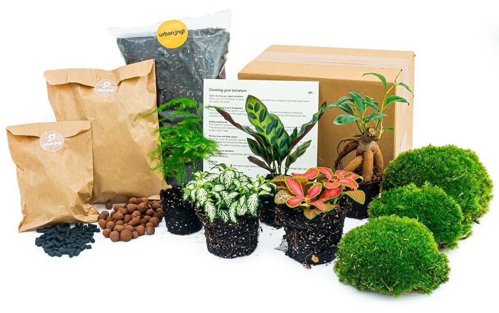 Green Your Bottle – Set für deinen Flaschengarten – ohne Glas – 5 Pflanzen (Ficus – Calathea – Asparagus – 2x Fittonia)