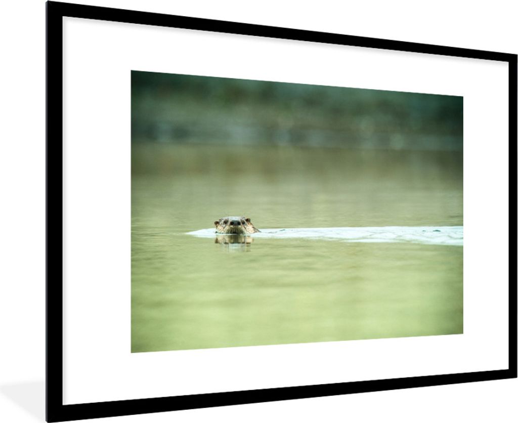 MuchoWow Gerahmtes Poster Otter schwimmt im Wasser 90x60 cm - Poster mit Schwarzem Bilderrahmen Wandposter Rahmen Foto Bilder - Wanddekoration - ...