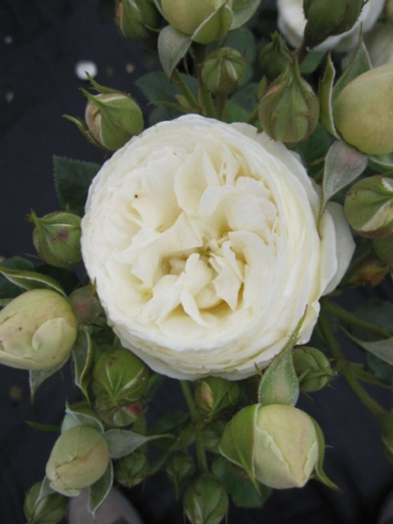 Strauchrose Artemis - Rosa Artemis - Nostalgierose - Tantau Rose