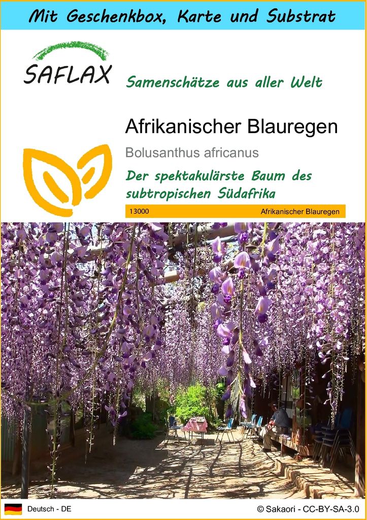 SAFLAX - Geschenk Set - Afrikanischer Blauregen - 15 Samen - Mit Geschenk- / Versandbox, Versandaufkleber, Geschenkkarte und Anzuchtsubstrat - Bolu...