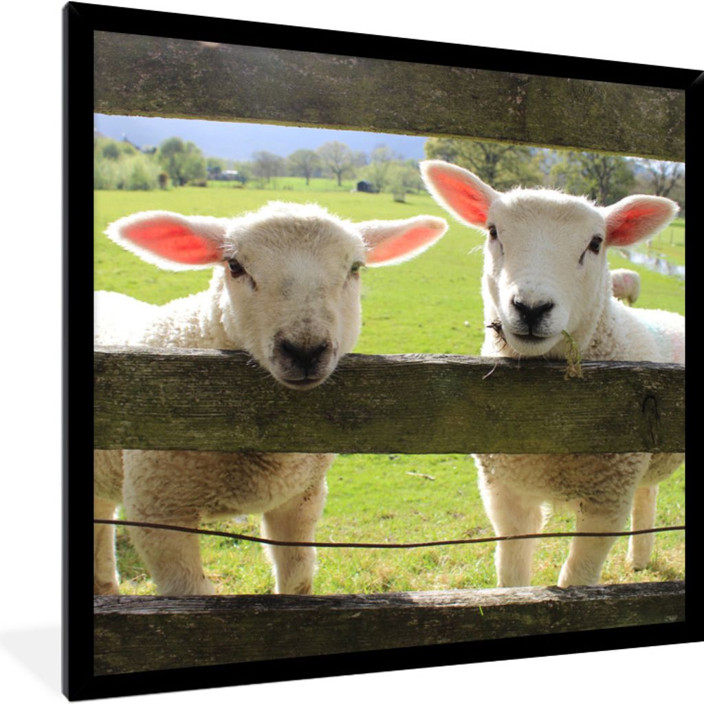 MuchoWow Gerahmtes Poster Schaf - Holz - Lamm 40x40 cm - Poster mit Schwarzem Bilderrahmen Wandposter Rahmen Foto Bilder - Mit Rahmen - Wanddekor...