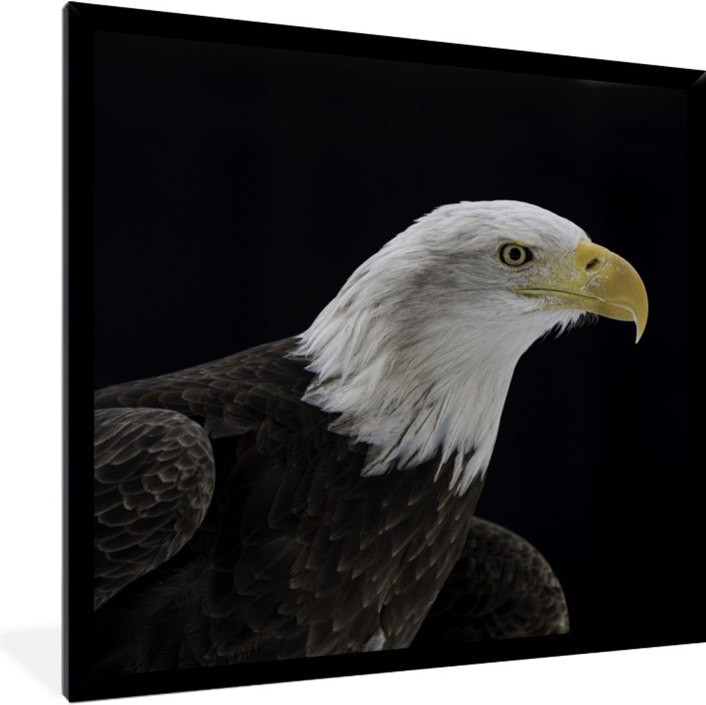 MuchoWow Gerahmtes Poster Adler - Vogel - Schnabel - Schwarz 40x40 cm - Poster mit Schwarzem Bilderrahmen Wandposter Rahmen Foto Bilder - Mit Rah...