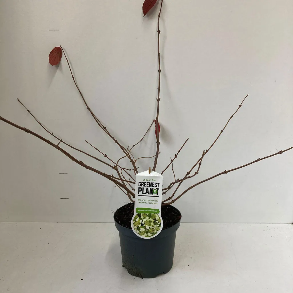 Viorne de Chine Cascade à port étagé - Viburnum plicatum 30-40 cm