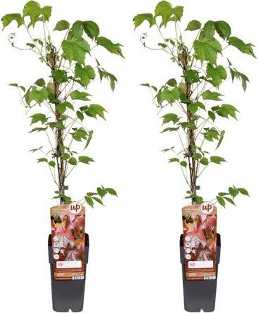 Parthenocissus Tricuspidata Veitchii Boskoop – Dreilappige Jungfernrebe – 2 Pflanzen – Kletterpflanze – Ø15cm – Höhe ca. 65cm