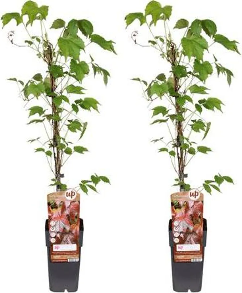 Vigne Vierge Veitchii - Solution Mur Végétal sans Support - 2 Plantes