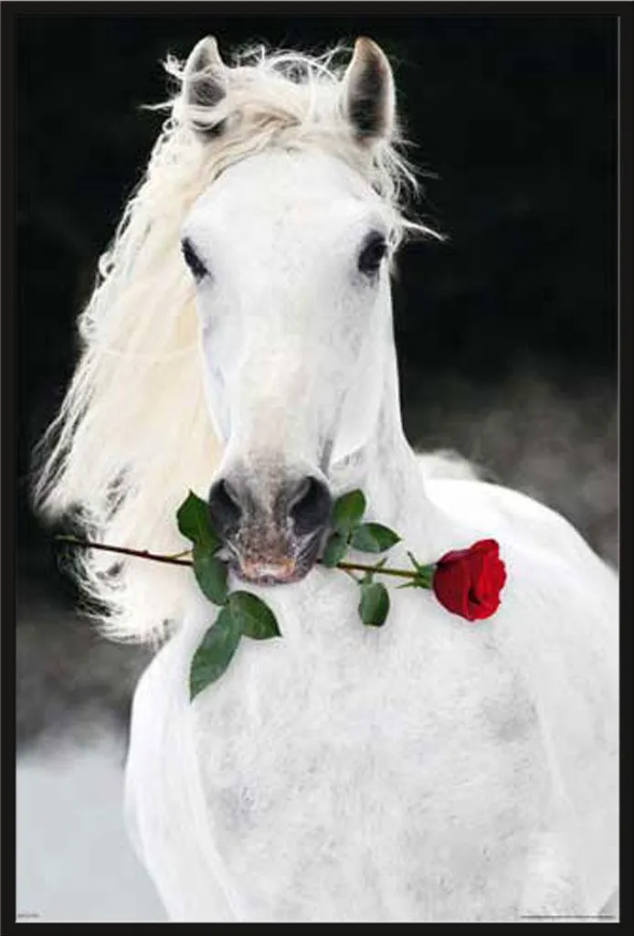 Décoration murale Lipizzan encadrée sous vitre acrylique Shinsuke noir