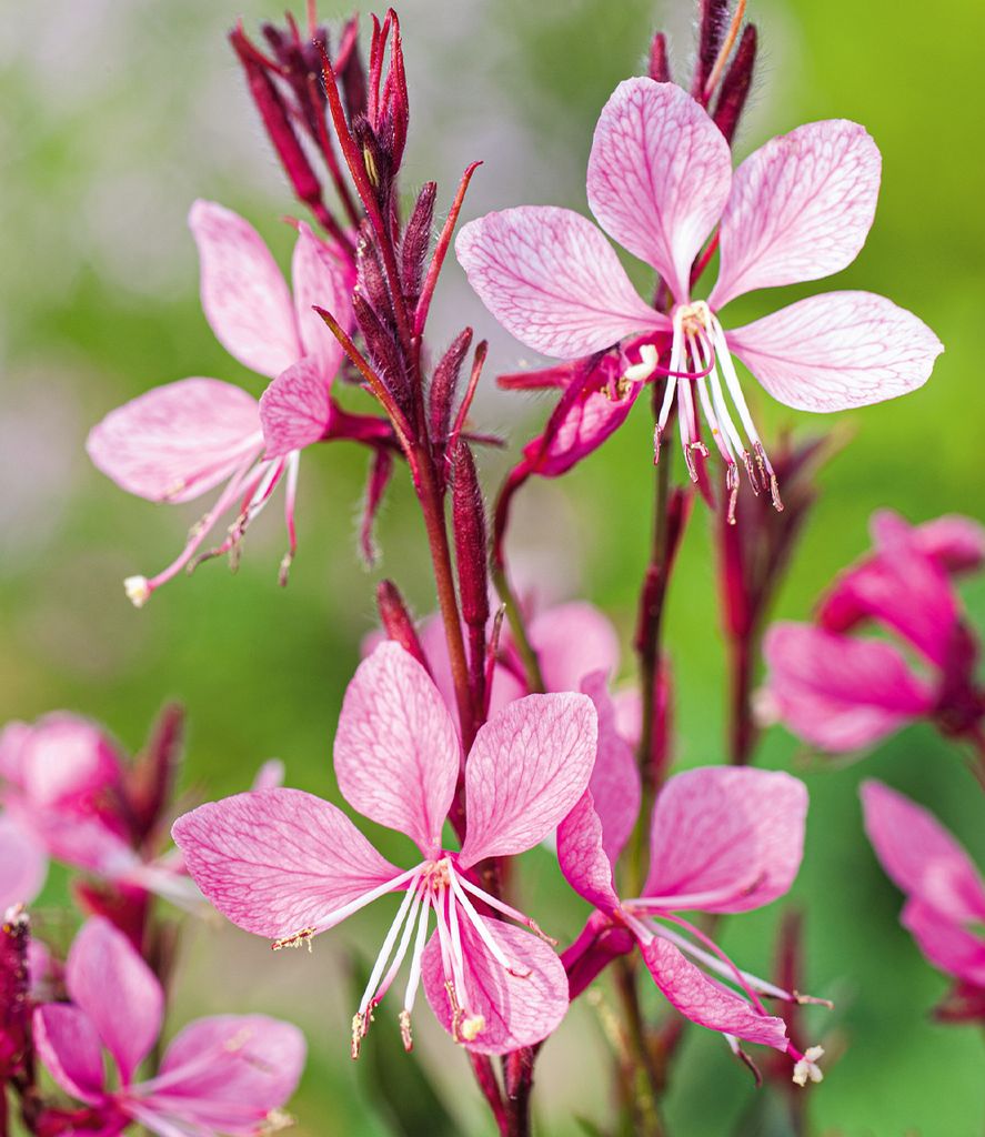 BALDUR Garten 2x Prachtkerze - Gaura 'Pink', Pflanzen im Produktbild 