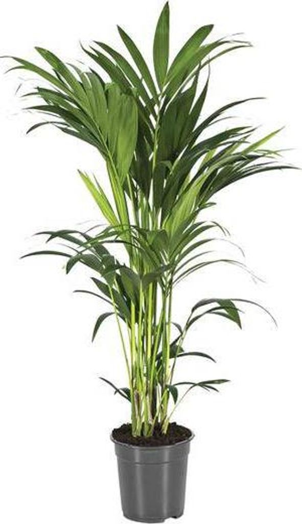 Kentiapalme Howea forsteriana Zimmerpalme luftreinigend Ø21cm 100cm Pflegeleicht
