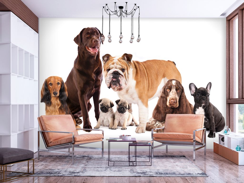Vlies Fototapete Tiere 300x210 cm Tapeten Wandtapete XXL Hund Haustiere Puppy Bulldogge Mops g-C-0298-a-a