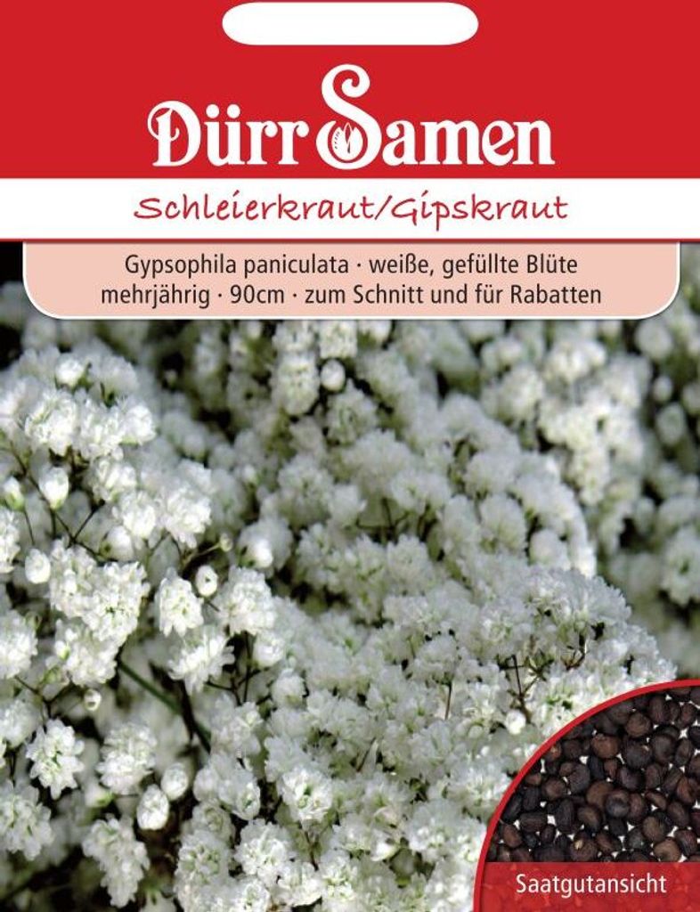 Dürr-Samen - Gypsophila wypełniona białymi kwiatami bylina Zdjęcie produktu 