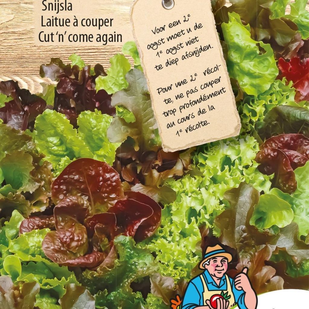 Baby Leaf Mix Römersalatsamen – Züchten Sie nahrhaften und knusprigen Römersalat für gesunde Salate und Gerichte