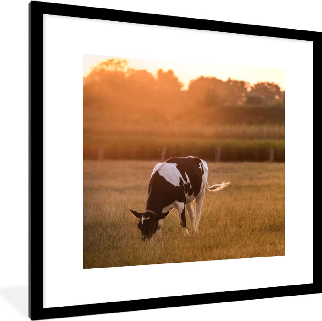 MuchoWow Gerahmtes Poster Kuh - Sonne - Tiere 40x40 cm - Poster mit Schwarzem Bilderrahmen Wandposter Rahmen Foto Bilder - Poster - Plakat im Rahmen