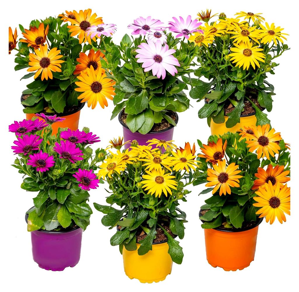 6er-Mix - Osteospermum - Spanisches Gänseblümchen - Farb-Mix - Gartenpflanzen - Beetpflanzen - Höhe 15-20 cm - Topf 10,5 cm