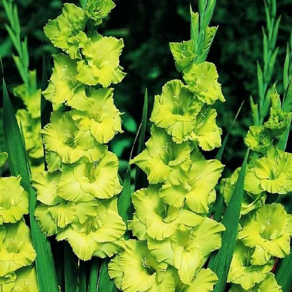 Gladiole Gladiolus Schwertblume Sommerblühende Siegwurze Limonengruen 1 Kg