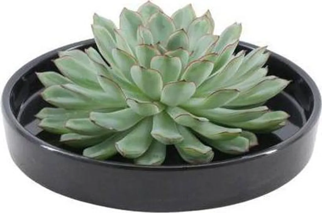 Echeveria pulidonis sans racines facile à cultiver - Succulente pot 20cm