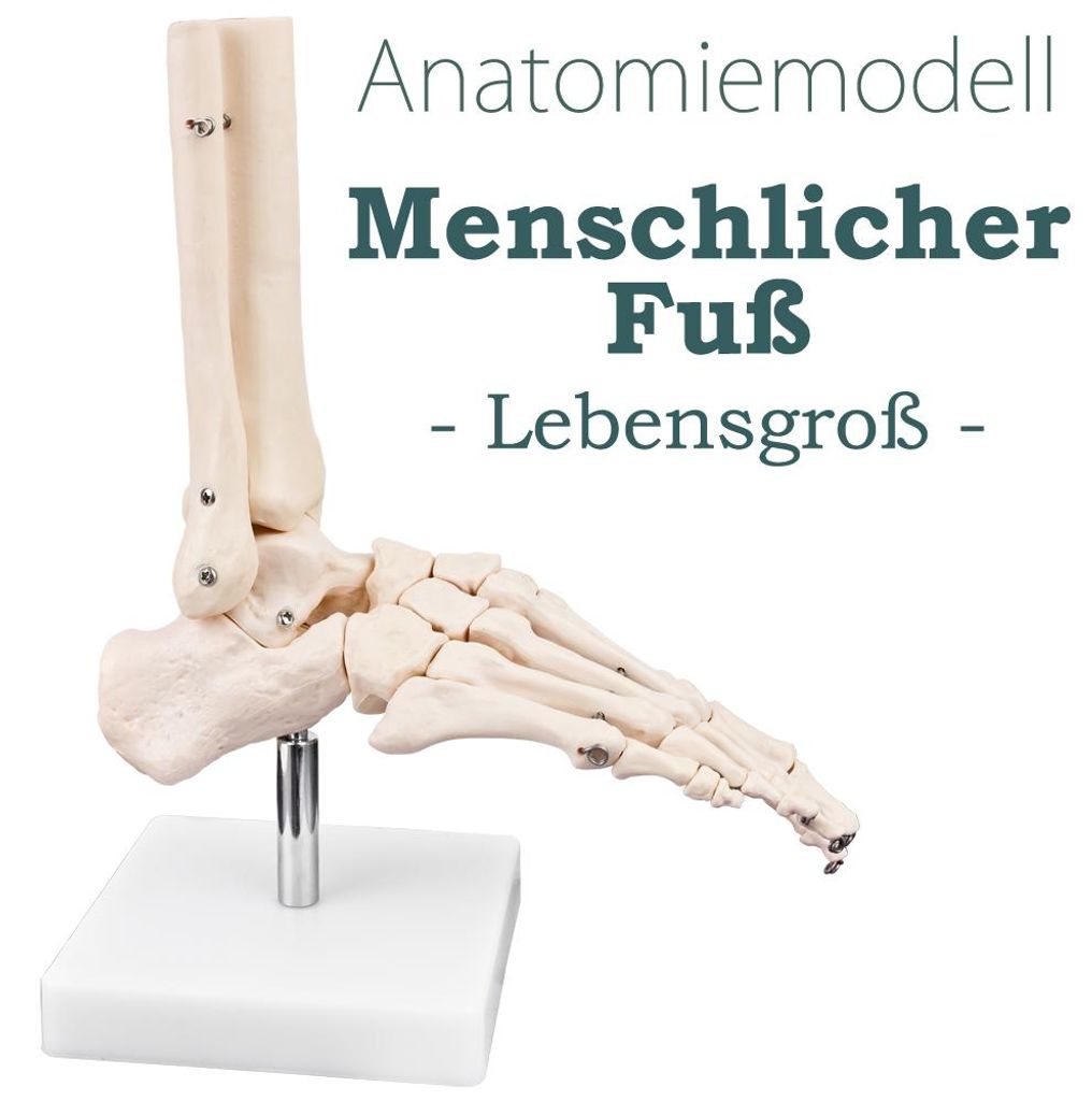 Anatómia Kostra Model životnej veľkosti Anatomické kosti Obrázok produktu 