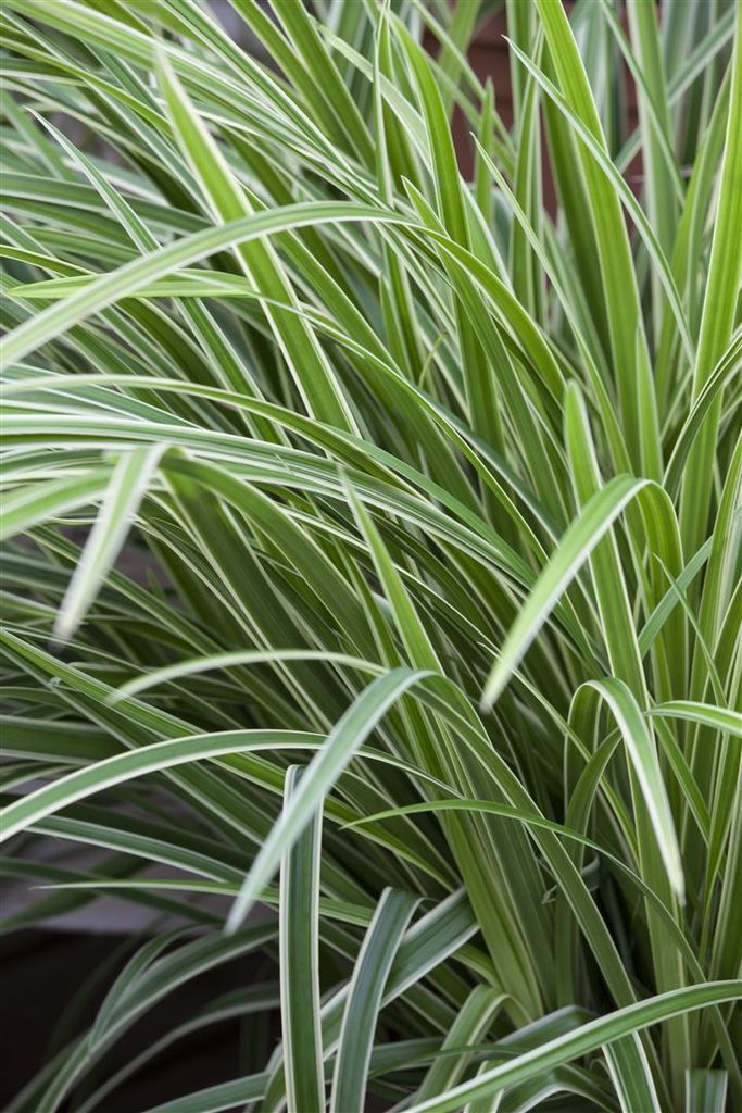 Carex morrowii 'Ice Dance', Japan-Segge, immergrün, ca. 9x9 cm Topf