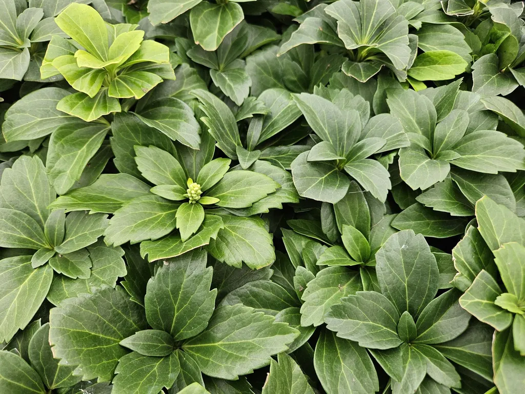 Pachysandra terminalis : stop aux mauvaises herbes à l'ombre - 24pcs