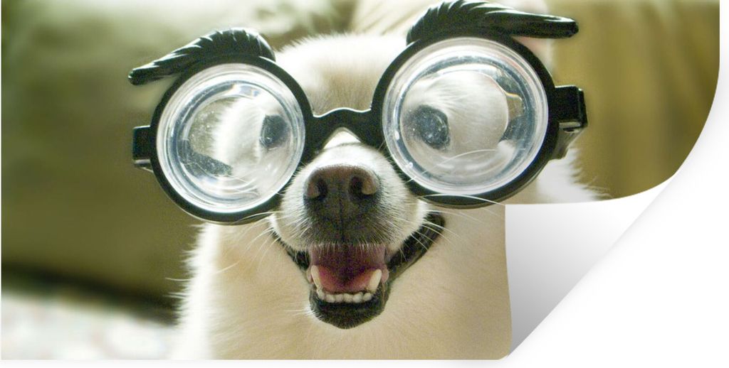 MuchoWow Wandtattoo Wandsticker Wandaufkleber Tier - Hund - Schutzbrille 120x60 cm Selbstklebend und Repositionierbar - Sticker - Dekorfolie