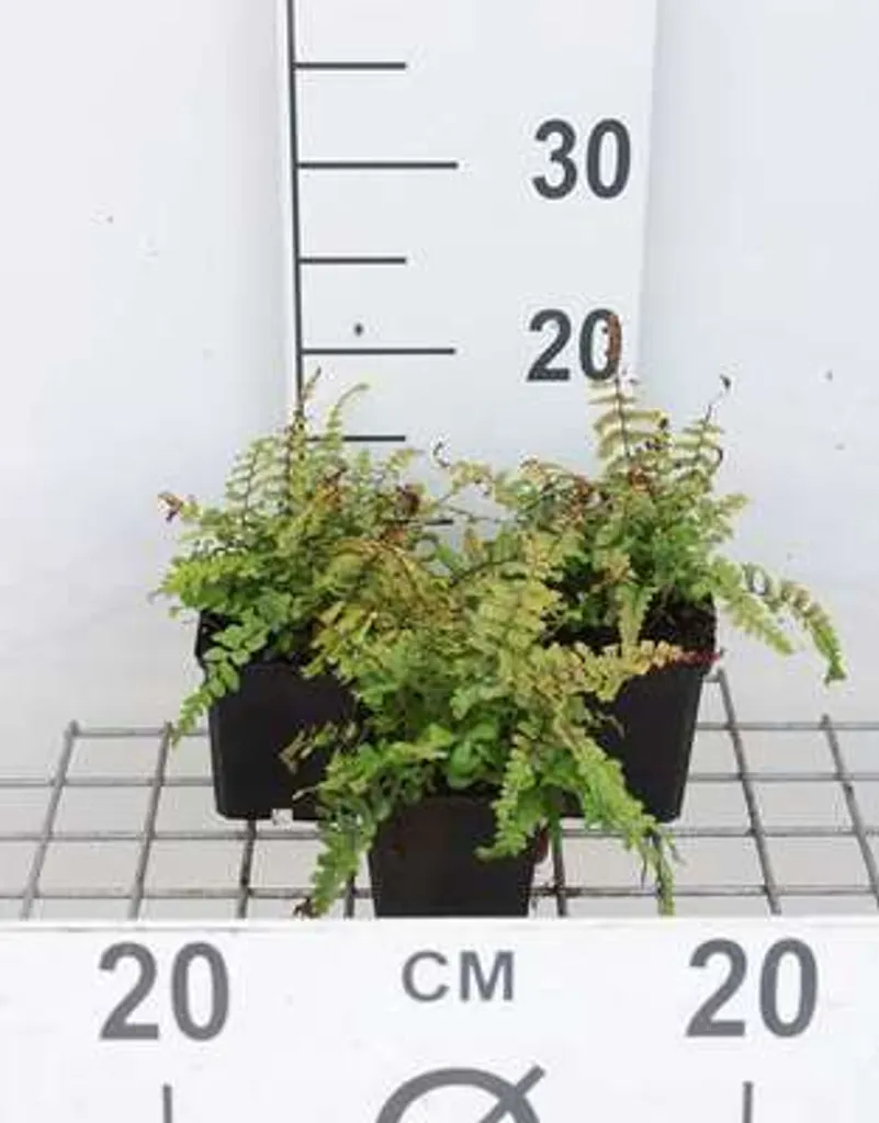 Fougère à peigne The King : lot de 6 plantes au feuillage crêté unique