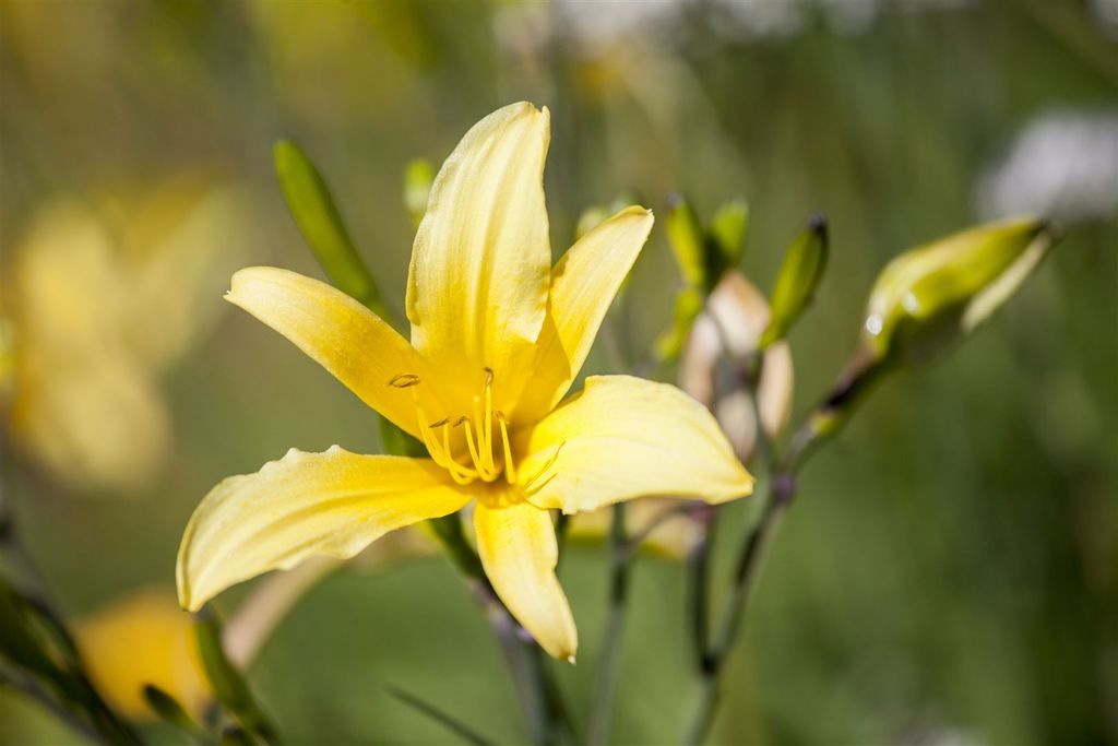 Hemerocallis lilioasphodelus, Taglilie, gelb, ca. 11x11 cm Topf