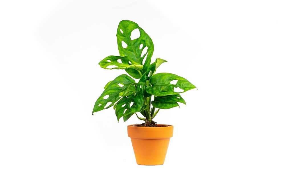 Gardners Monstera adansonii Monkey Mask, průměr 6 cm Obrázek produktu 