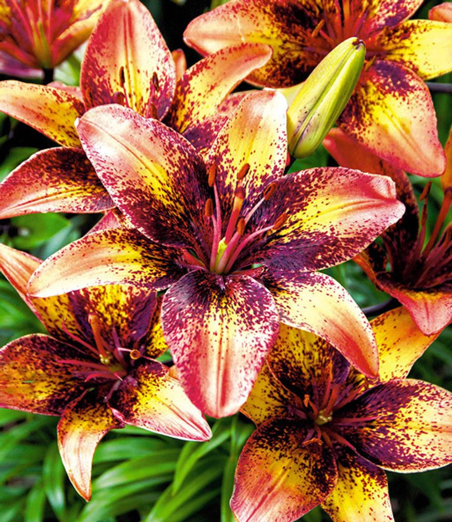 10x Blumenzwiebeln Extrem großblütige Lilie " Tribal Dance " *RARITÄT*