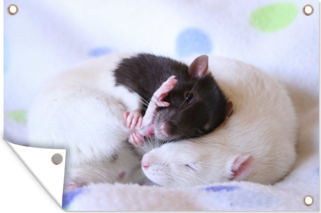 MuchoWow 60x40 cm Outdoor-Poster Gartendeko Sichtschutz Garten Poster für den Garten Zwei Ratten zum Knuddeln