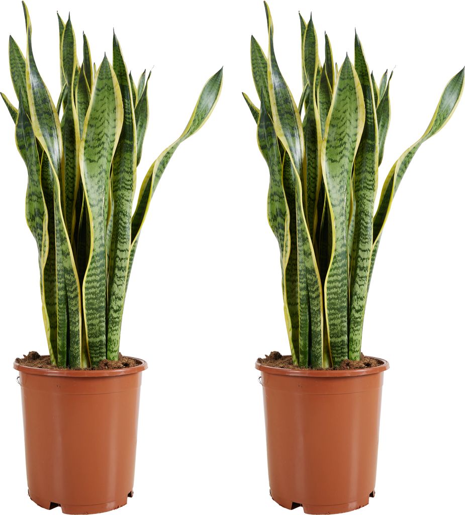 Bloomique - 2er Set - Sansevieria Laurentii - Bogenhanf - Sukkulenten - Zimmerpflanzen Groß - Sehr Pflegeleicht - Höhe 80-100 cm - Topf 21 cm