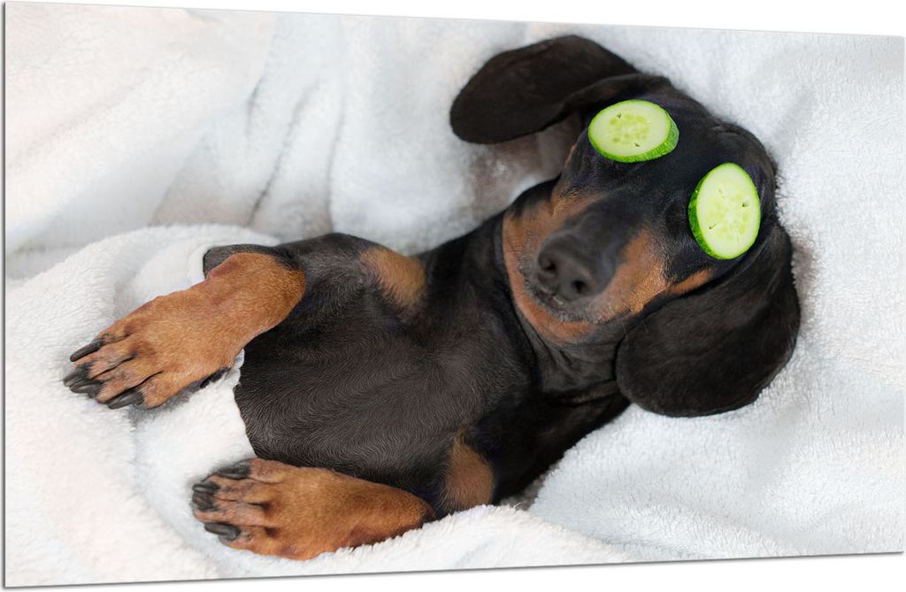 Herdabdeckplatte Glaskeramikkochfeld-Abdeckung Spritzschutz Glas 80x52 Hund