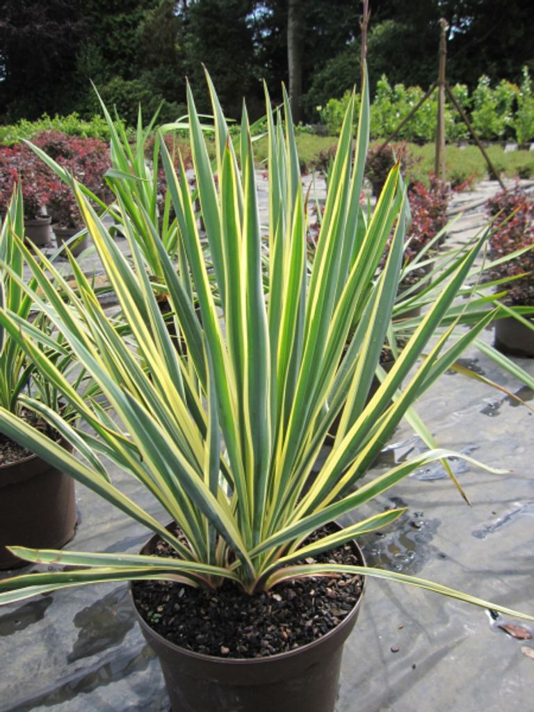 Yucca filamentosa Bright Edge - Palmlilie Bright Edge - Produktbild 