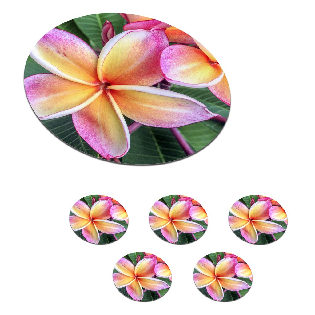 KitchenYeah Glasuntersetzer Rund 6er Set Bunte Plumeria-Blüten in Singapur 10x10 cm Untersetzer für Gläser - Getränkeuntersetzer - Tischplat...