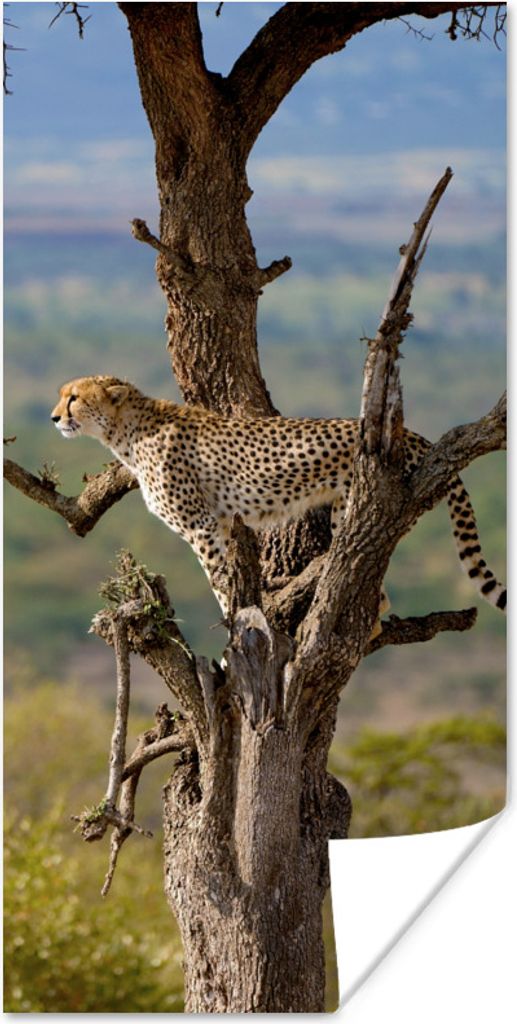 MuchoWow Poster Leopard - Baum - Tier 75x150 cm - Dekoration für die Wände