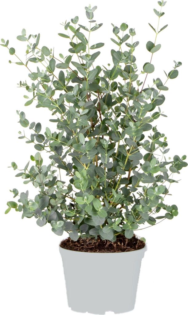 Eucalyptus gunnii - Drzewo gumowe - Krzew - Zimozielony - Zdjęcie produktu 