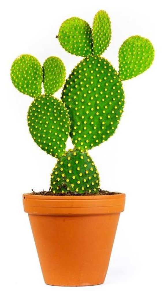 Gardneria-Opuntia, Durchmesser 12 cm Produktbild 