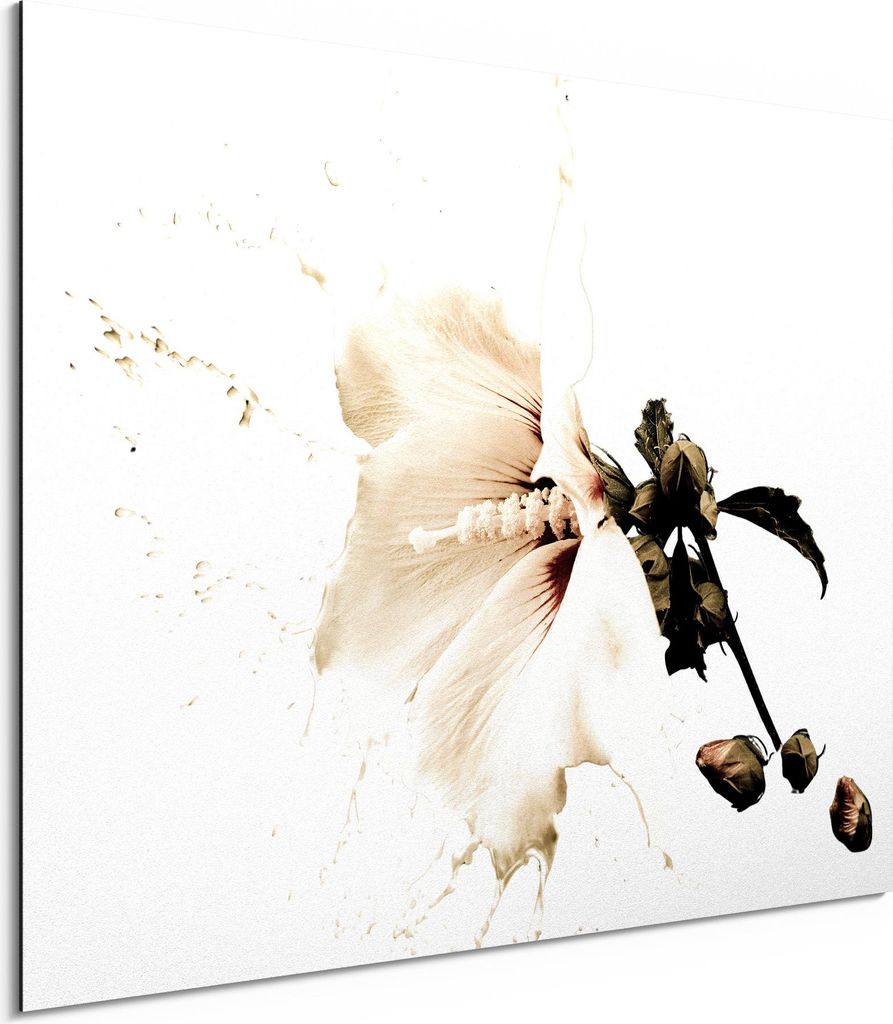 DEQORI Alu-Dibond Bild Weiß 80x60 cm 'Milchige Blüte' Wandbild Metall dünn Design