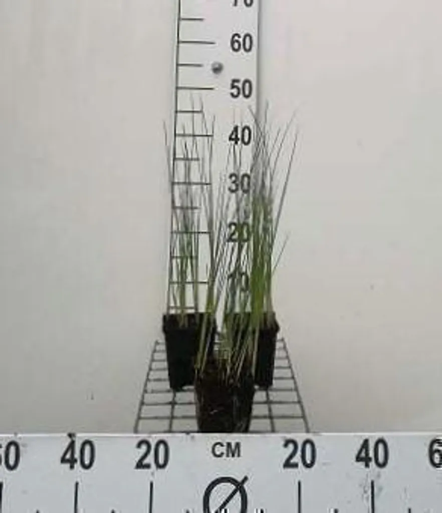 Typha minima - Lot de 6 plants de Massette naine en pots de 9x9 cm