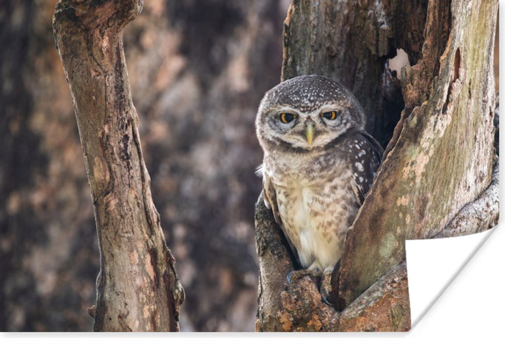 MuchoWow Poster Eule - Baum - Wald 120x80 cm - Bilder