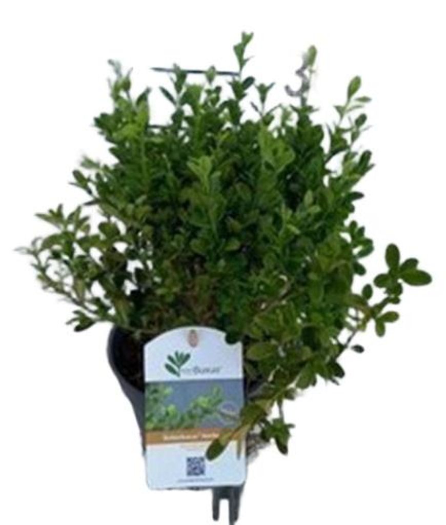 2 piante di BetterBuxus® Heritage - Buxus betterbuxus Immagine del prodotto 