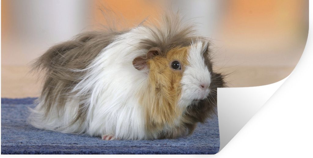 MuchoWow Wandtattoo Wandsticker Wandaufkleber Mini-Meerschweinchen 160x80 cm Selbstklebend und Repositionierbar - Sticker - Dekorfolie