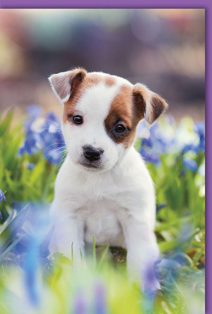 Ohne Text - Karte mit Umschlag - Hund im Gras