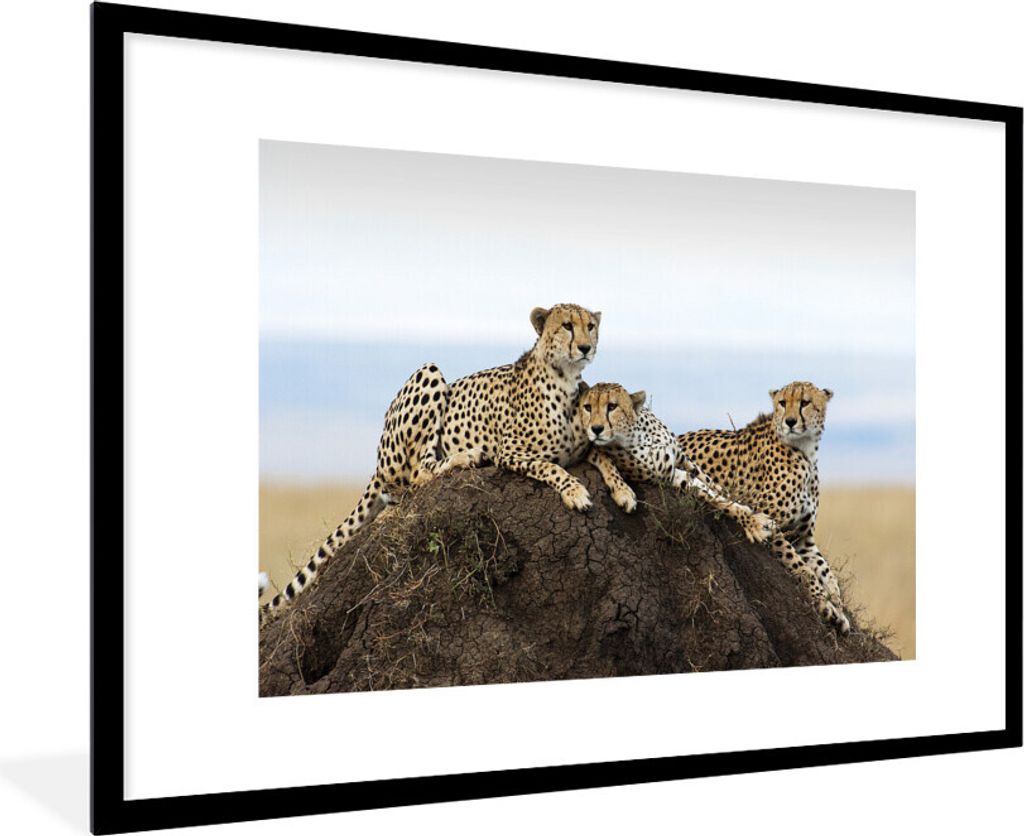 MuchoWow Gerahmtes Poster Drei Geparden auf einem Aussichtshügel 90x60 cm - Poster mit Schwarzem Bilderrahmen Wandposter Rahmen Foto Bilder - Wa...
