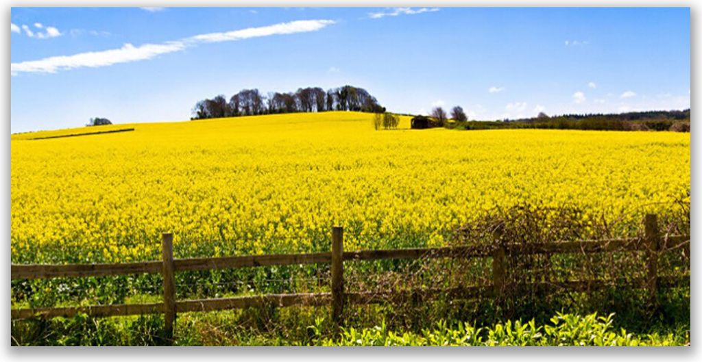 Tulup Leinwand-Bilder 140x70 Wandbild Canvas Kunstdruck Acker Landschaft
