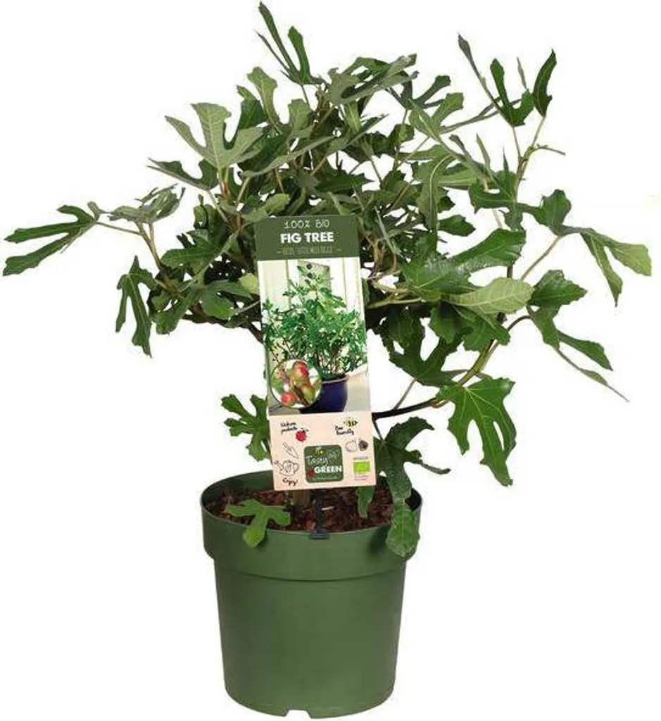 Figuier nain Little Miss Figgy Ø23cm : récoltez des figues sans jardin