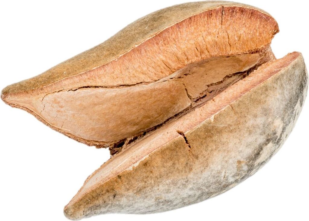Woody Pear Größe ca. 7cm | Xylomelum occidentale