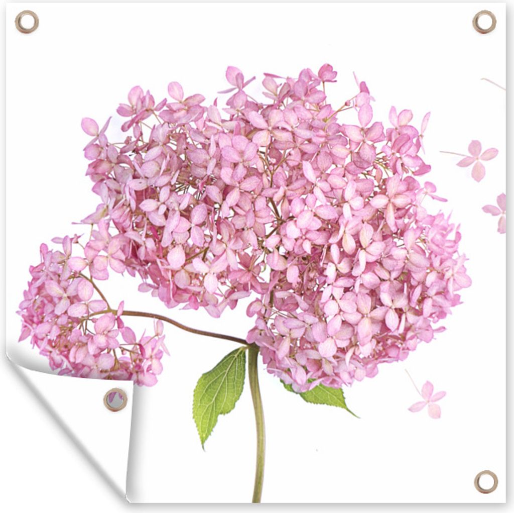 MuchoWow 100x100 cm Outdoor-Poster Gartendeko Sichtschutz Garten Poster für den Garten Nahaufnahme Hortensie auf weißem Hintergrund