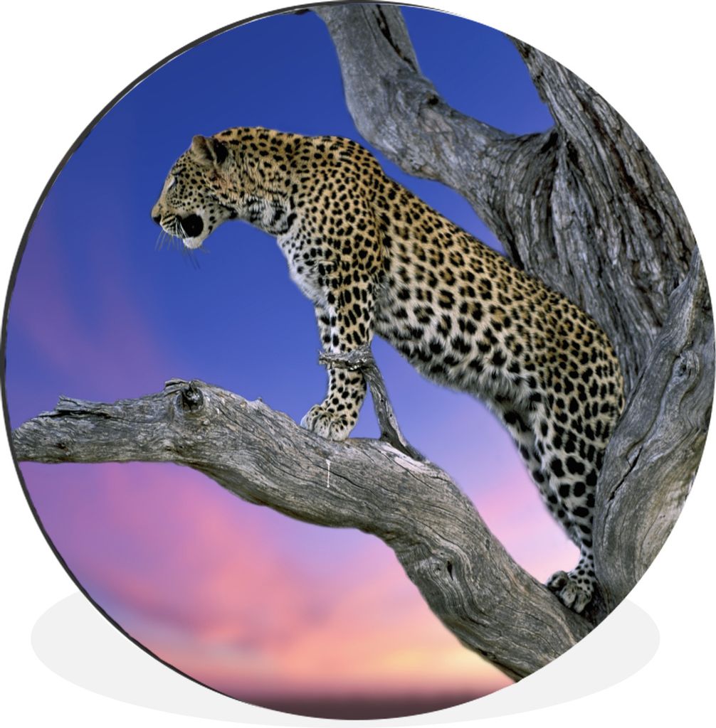 MuchoWow Aluminium Wandkreis Leopard - Baum - Zweig Ø 90 cm Wanddeko Modern Wohnzimmer - Mauerkreis - Wandbilder - Runde Bild - Bild aus Alumini...