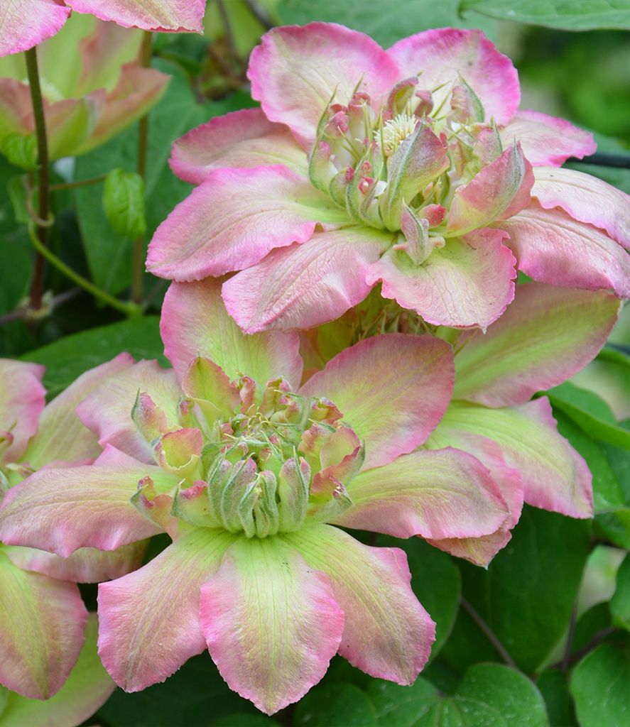 BALDUR Garten 1x Clematis 'Pistachio Cake®', Pflanze im 9x9 Produktbild 