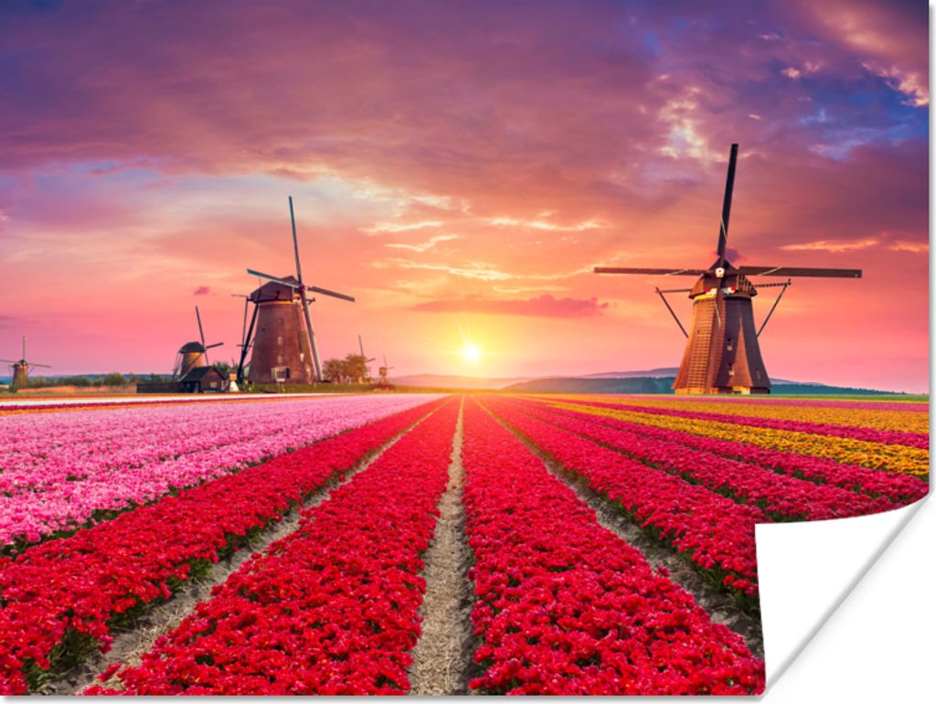 MuchoWow Poster Blumen - Windmühle - Tulpen - Sonnenuntergang - Rosa 40x30 cm - Plakate für die Wände - Poster Wohnzimmer